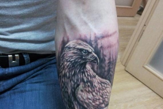 Što znači tetovaža ptice sokola? Slika sokola
